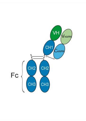 Experimental Validation Results for Onartuzumab
